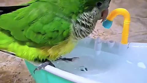 Birds absolutely love bathing