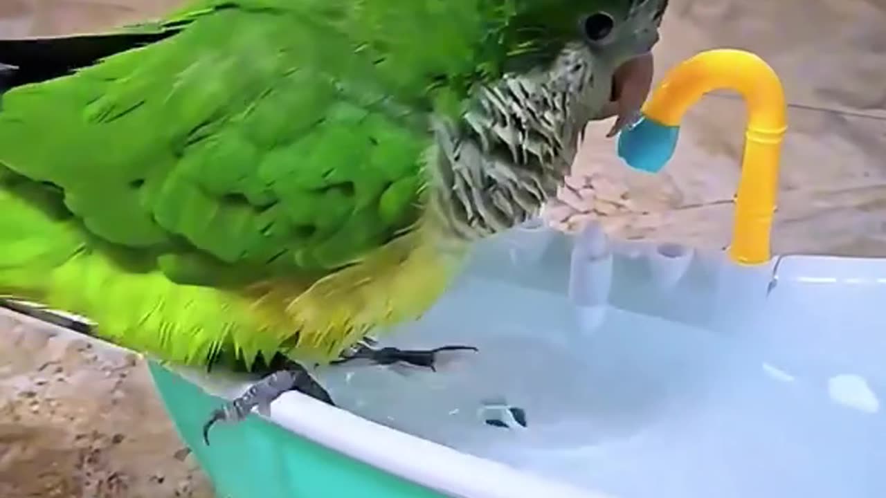 Birds absolutely love bathing