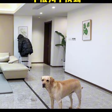 Funny video of dog and human playing hide and seek video 2025 skc.com 71