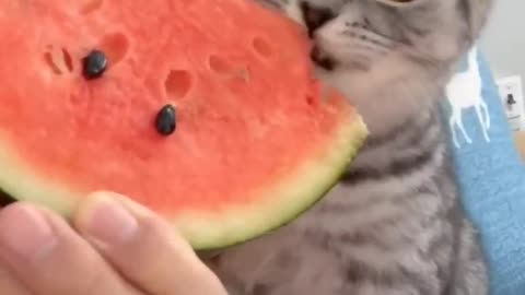 The cat eats a watermelon