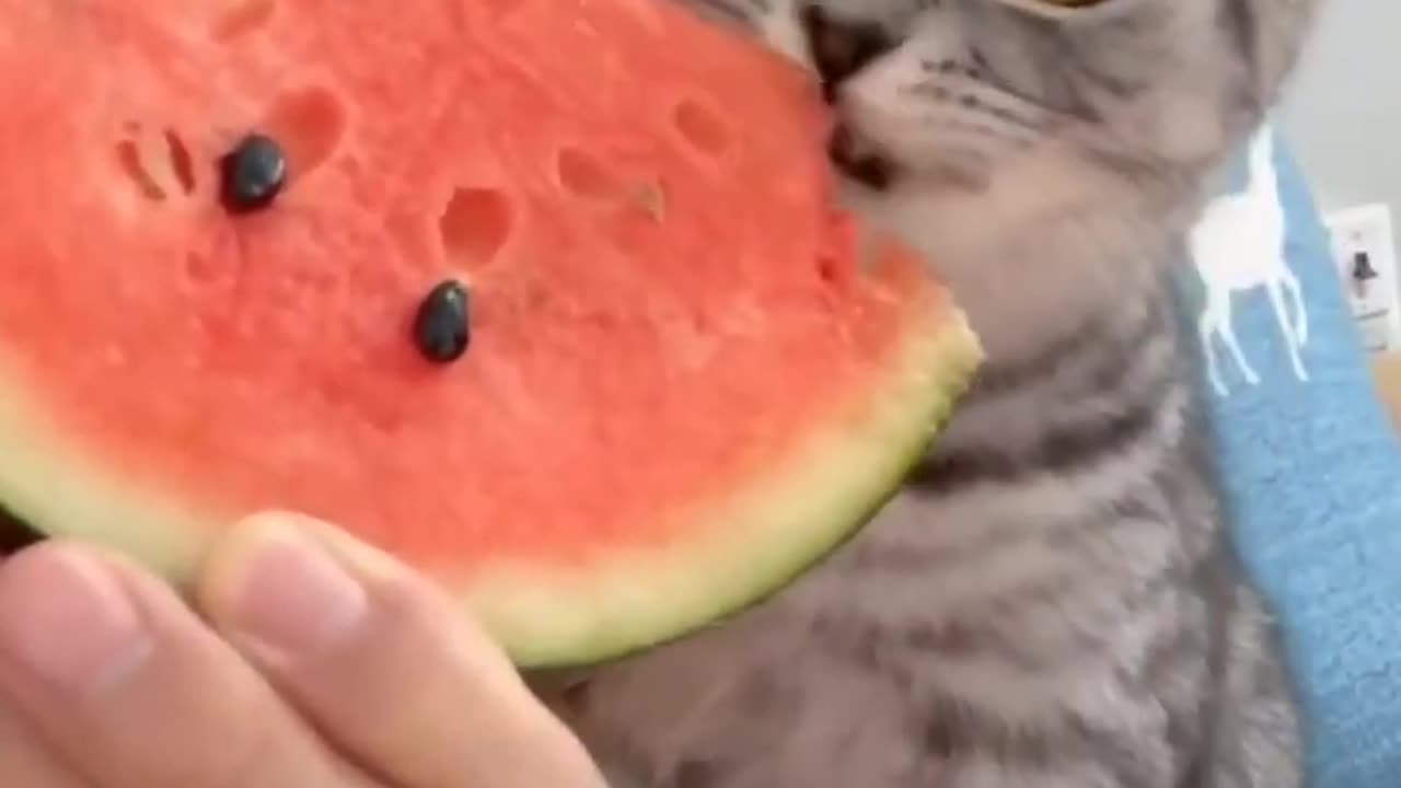 The cat eats a watermelon