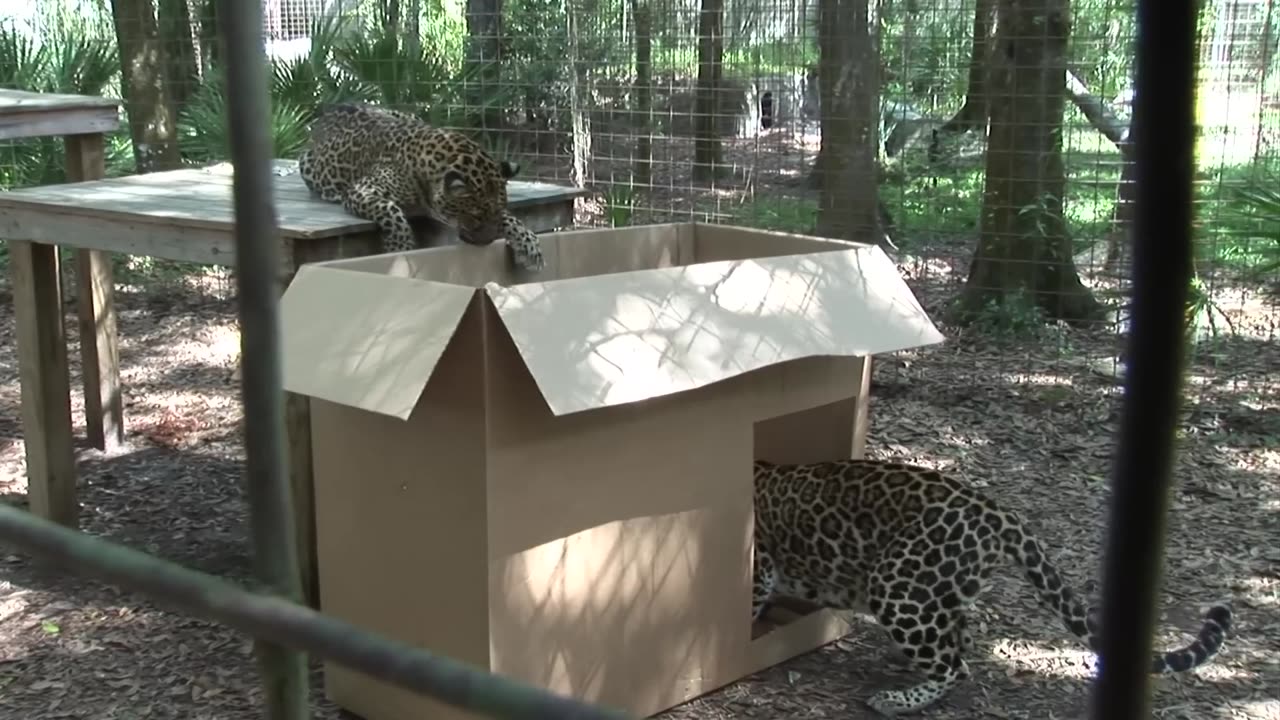 Two wild tiger happy in a boxes #pet adventure MeoWnMore