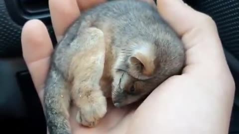 A rescued baby ringtail possum warming up in front of a car heater