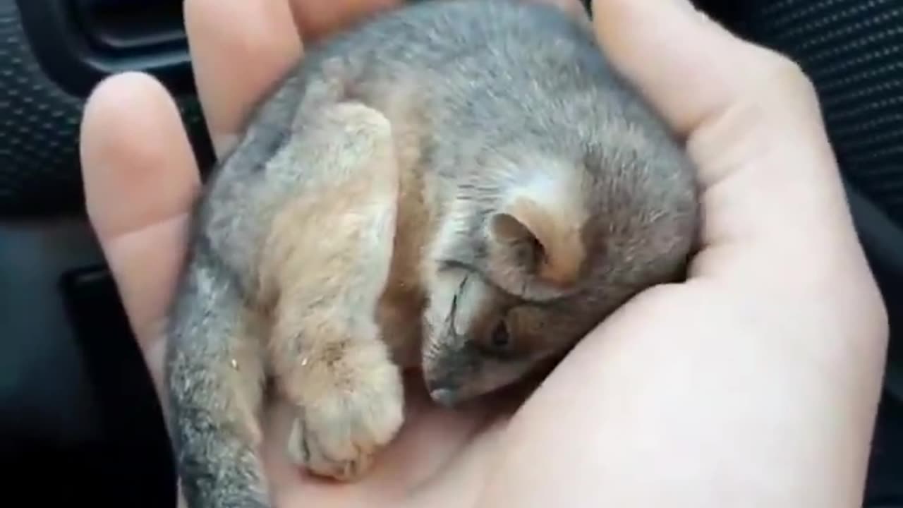 A rescued baby ringtail possum warming up in front of a car heater