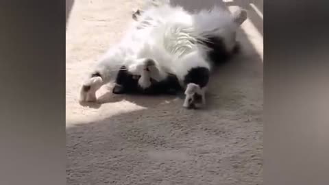 Fanniest animals 2025-Faniests cats and dogs