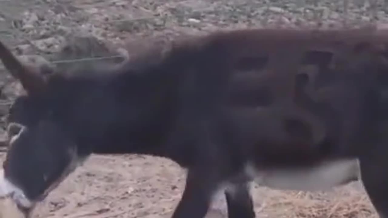 My opinion changed on the donkeyš¤£