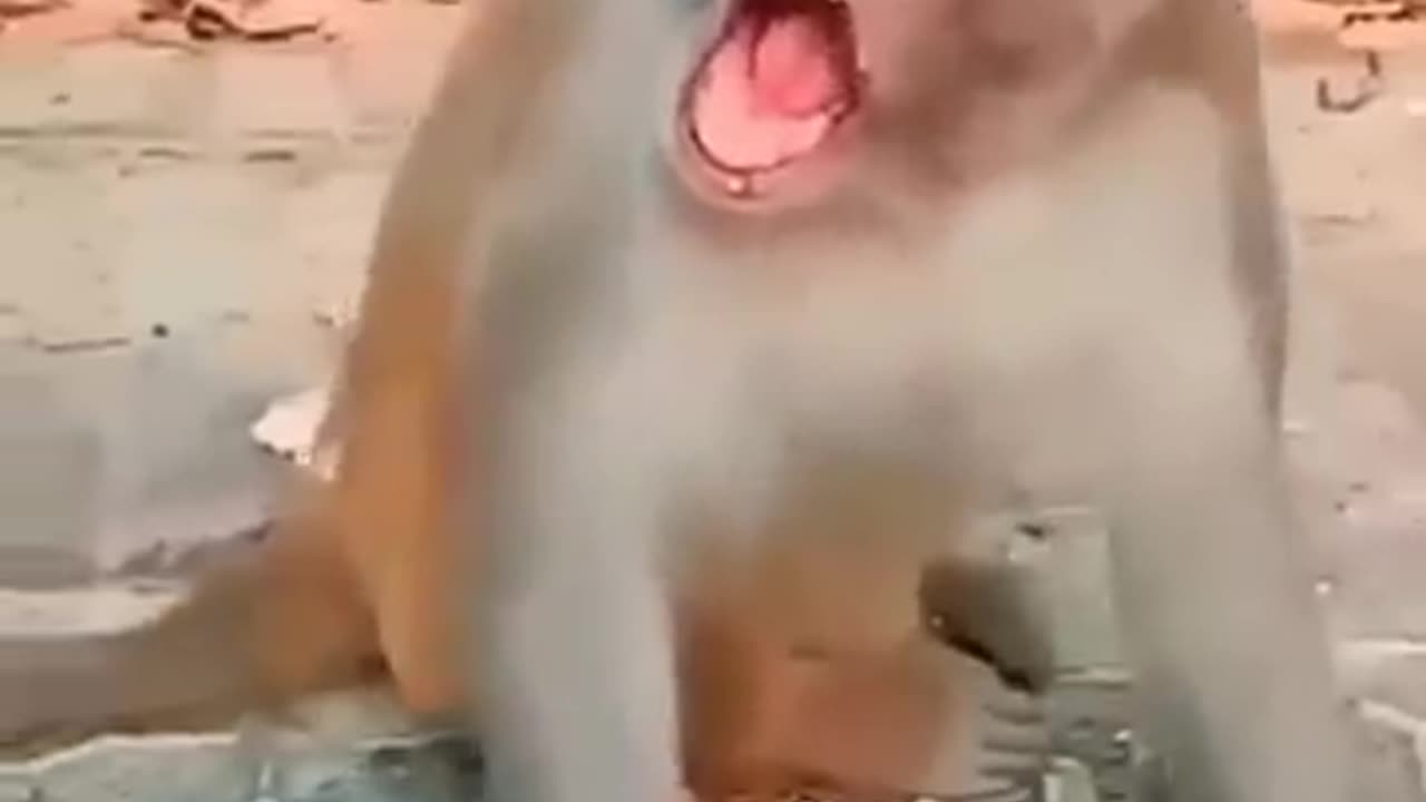 Monkey 🤣🤣 funny#video