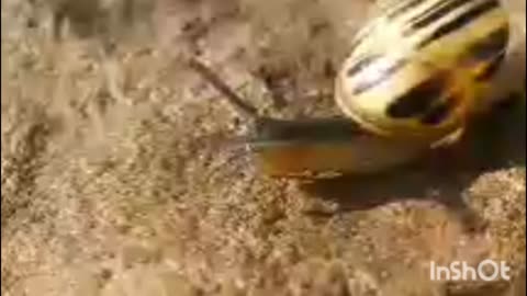 How do snail move? Watch this