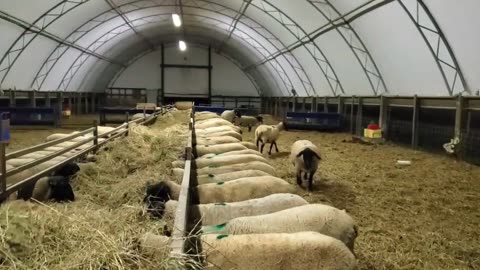 Sheep Breeding Season: What Happens in Sheep Barns at Night! 🌙