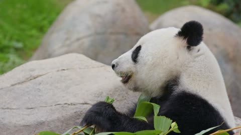 Fluffy, Funny, & Adorable: Panda Cuteness Overload!