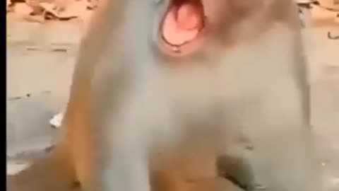 Funny baby video