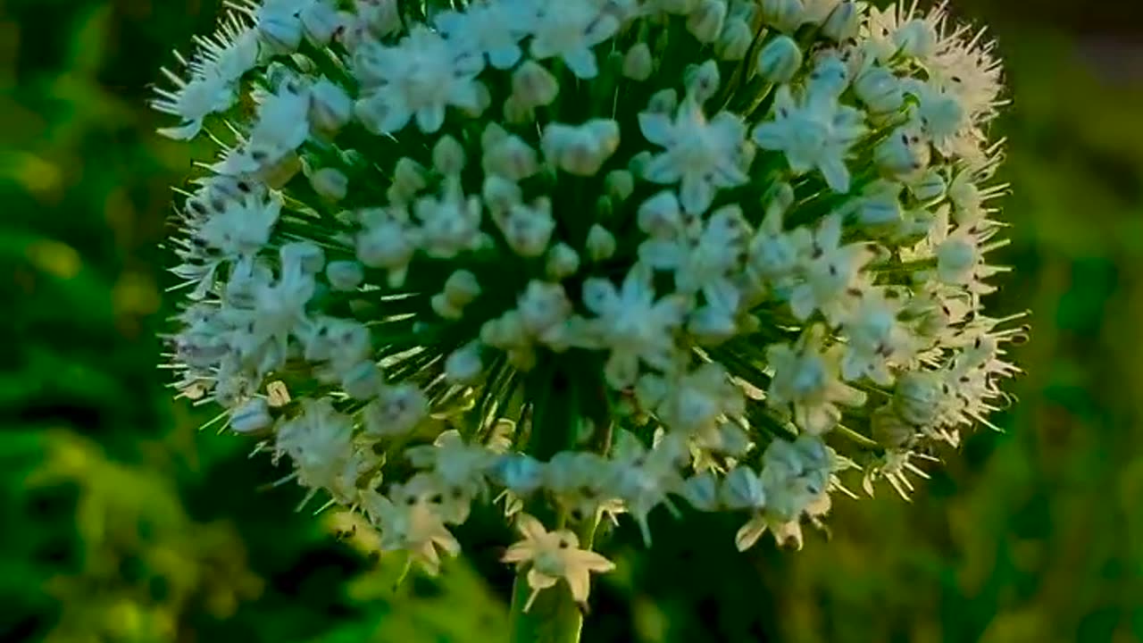 Village Life & Village Nature | Beautiful Rural Scenes of My Village | max RECORDS