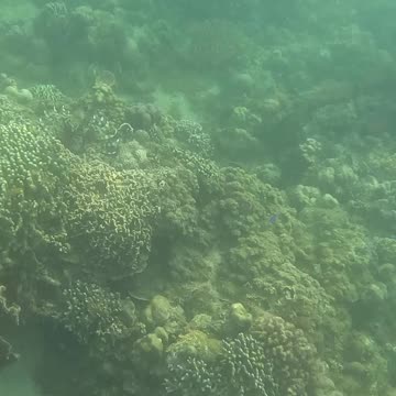 Snorkeling Day, New Year 2025