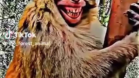 Monkey Funny video