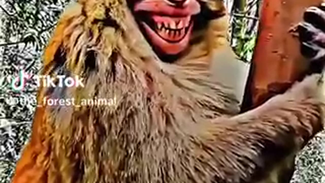 Monkey Funny video