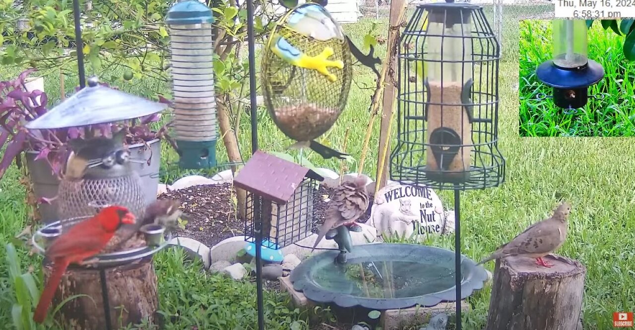 Florida Bird Bath / Feeder SWFL Live Camera HD