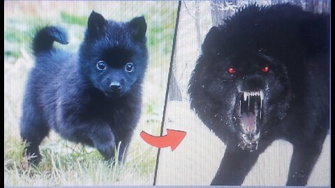 before and after animals growing up|animal transformation