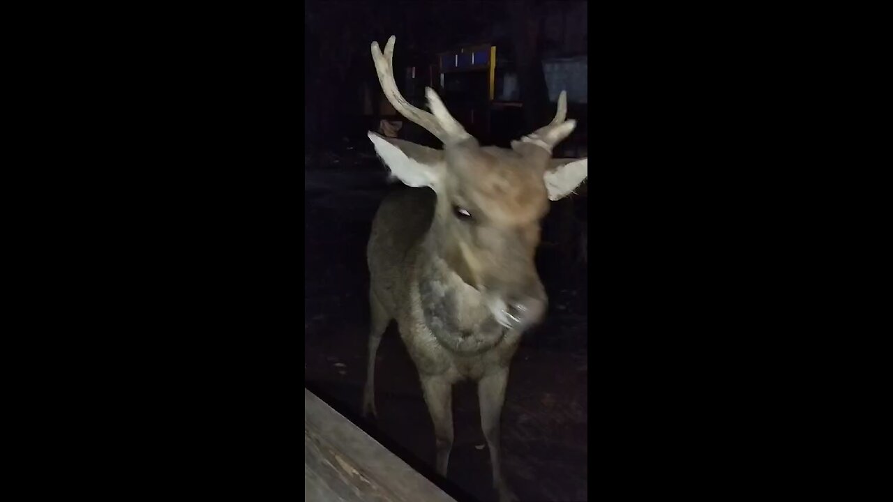 who kill bambi