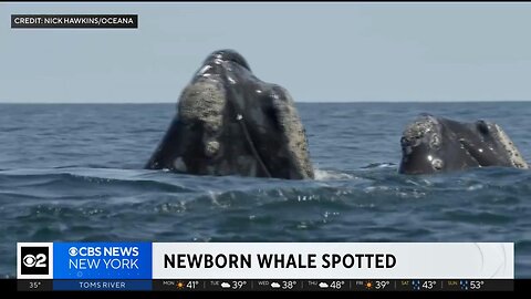 Newborn North Atlantic right whale spotted off our shores