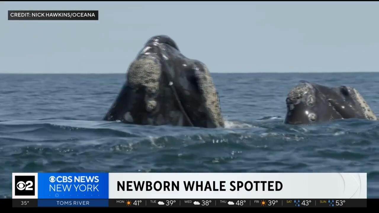 Newborn North Atlantic right whale spotted off our shores