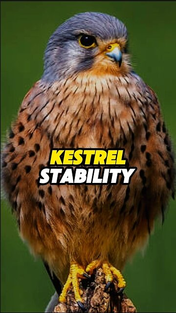 Kestrel Stability