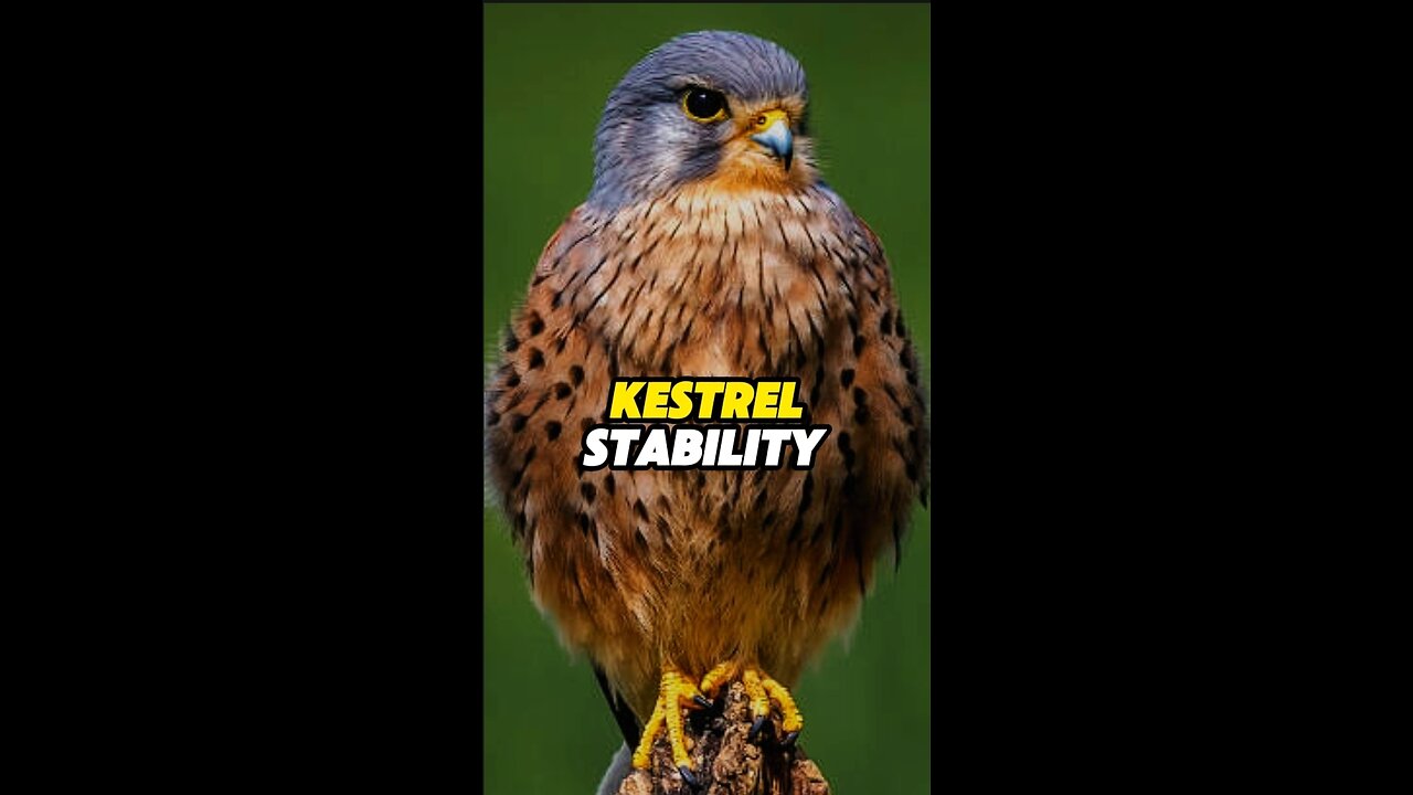 Kestrel Stability