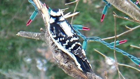 Downy Woodpecker