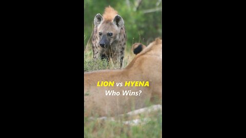 Lions vs Hyenas The Ultimate Battle for Survival!