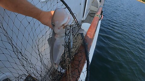 Releasing a dog shark after just being caught