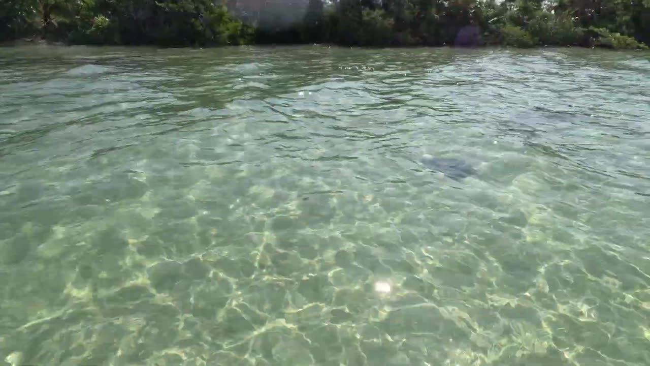stingray #shorts