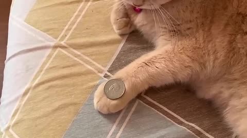 Amazing Cat Performs Magic Trick! #Cats #Tricks