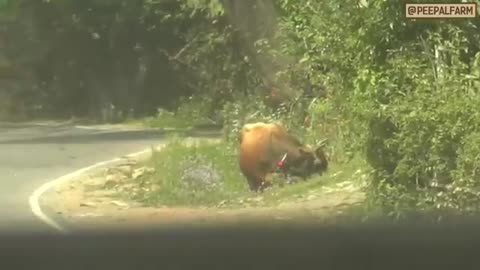 Bull Rescue