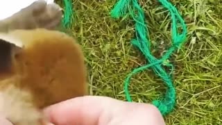 Rescue a tangled fox baby…