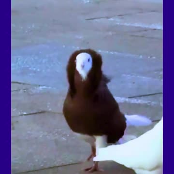 Hey! the TRANSCENDENT How's my coat