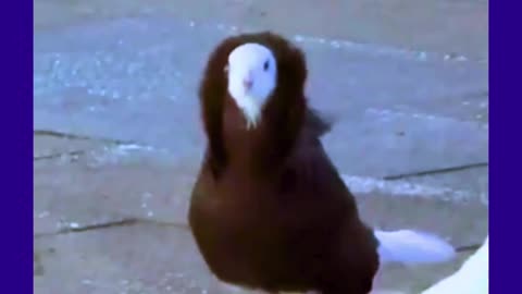 Hey! the TRANSCENDENT How's my coat