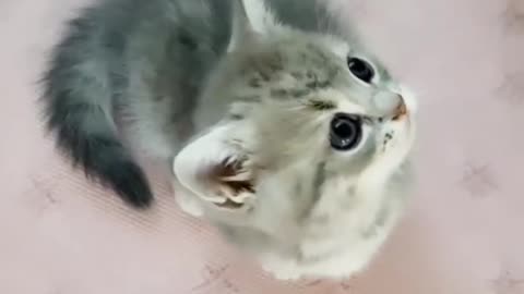 Your Daily Dose of Cat Cuteness! 🐱✨