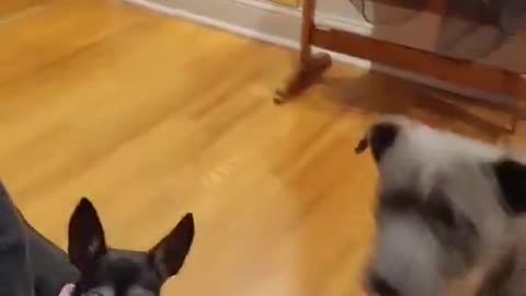 Two dogs hear their favorite words.