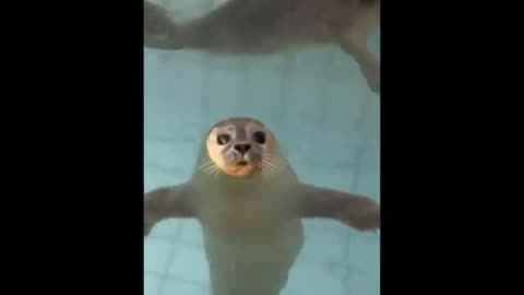 Funny Cute Seal - Try Not To Laugh...