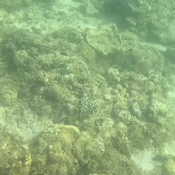 Beautiful Day of Snorkeling