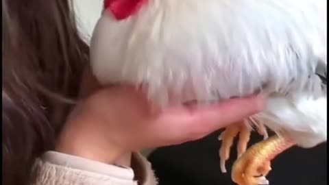 "From Egg to Rooster! 🐣🥚 Raising a Chick into a Strong Rooster – Incredible Journey!"