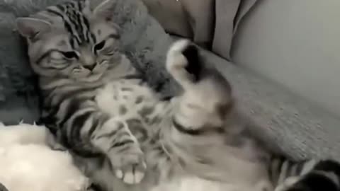 Funny cat