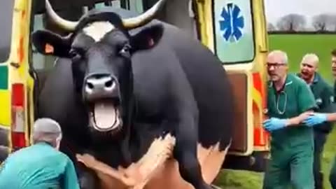 Heavy pregnant cow rescued by doctor's from green field😭 #humanity #cow #veternary #rescueanimals