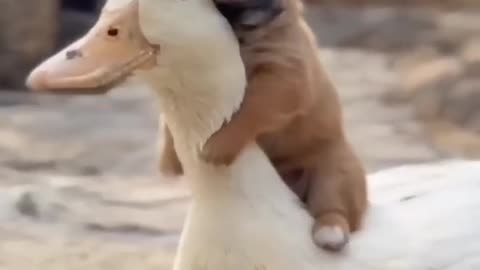 PUPPY ASKS PAW FOR HELP!!