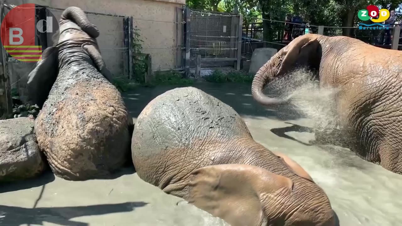 Así era Yoyo, la elefanta más longeva del mundo que ha muerte en el Zoo