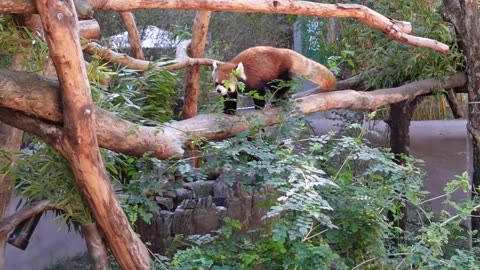 Red Panda at the San Diego Zoo