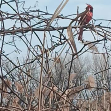 Northern cardinal
