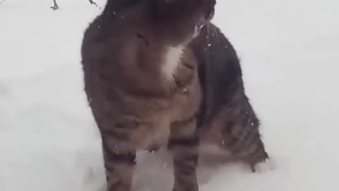 Cat It’s too cold