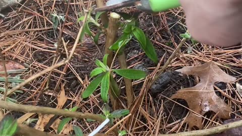 Trim Perennials Before Spring