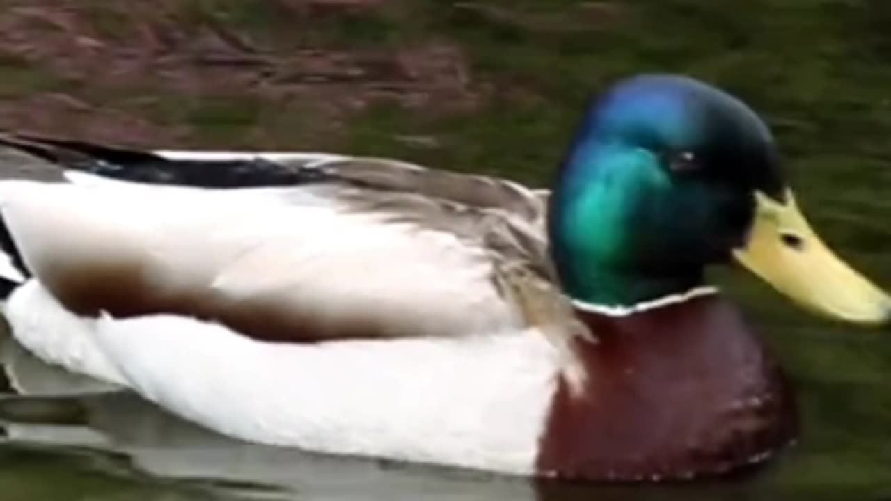 Tranquil Duck Sounds: Relaxing Nature Ambience