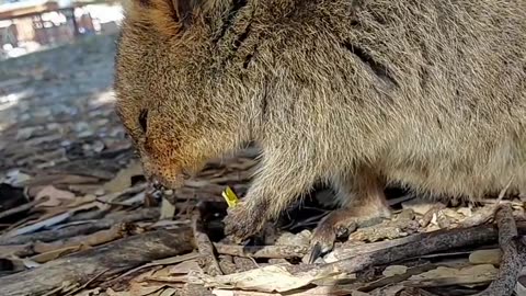 Oh to be a quokka munching on a leaf.